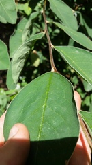 Cotoneaster frigidus