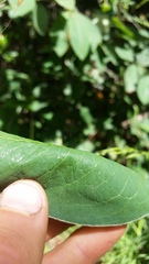 Cotoneaster frigidus