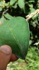 Cotoneaster frigidus