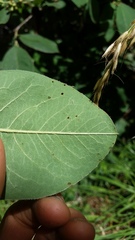 Cotoneaster frigidus