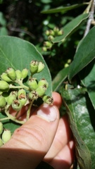 Cotoneaster frigidus
