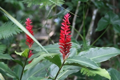 Alpinia purpurata image