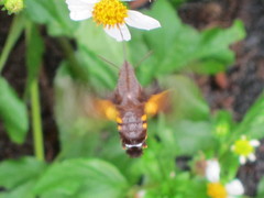 Macroglossum troglodytus