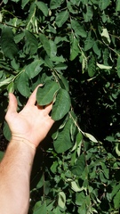 Cotoneaster frigidus