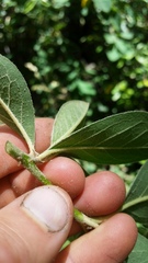 Cotoneaster frigidus