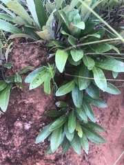 Parinari capensis capensis