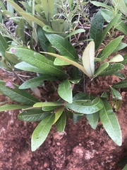 Parinari capensis capensis