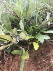 Parinari capensis capensis