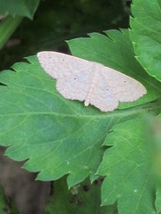 Idaea trisetata