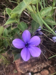 Barleria ovata