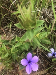 Barleria ovata