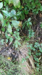 Cotoneaster bullatus