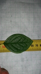 Cotoneaster bullatus