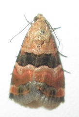 Eustrotiinae