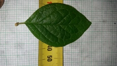 Cotoneaster bullatus