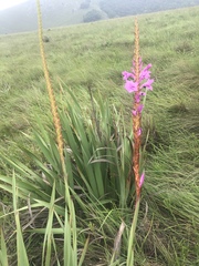Watsonia pulchra