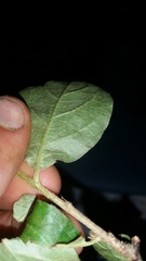 Cotoneaster bullatus