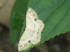 Scopula propinquaria