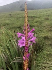 Watsonia pulchra