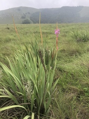 Watsonia pulchra