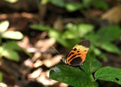 Heliconius numata