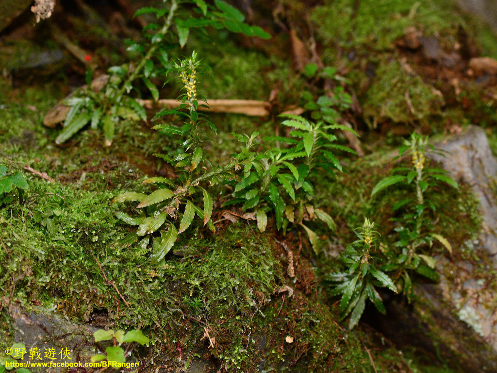 Huperzia serrata serrata in December 2018 by Kinmatsu Lin · iNaturalist