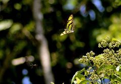 Philaethria dido