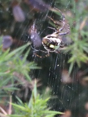 Novaranea queribunda