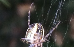 Novaranea queribunda