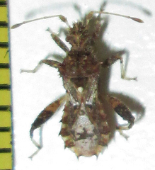 Mevanidea hystrix