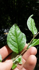 Cotoneaster bullatus