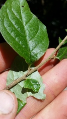 Cotoneaster bullatus