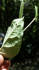 Cotoneaster bullatus