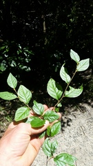 Cotoneaster bullatus