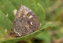 Thaduka multicaudata