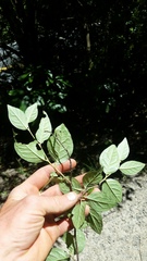Cotoneaster bullatus
