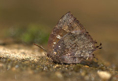 Thaduka multicaudata