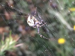 Novaranea queribunda