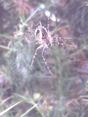 Novaranea queribunda