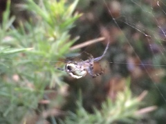 Novaranea queribunda