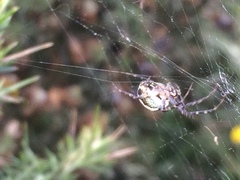 Novaranea queribunda