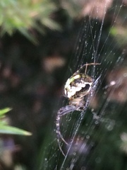 Novaranea queribunda