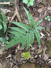 Arachniodes rhomboidea