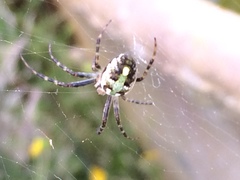 Novaranea queribunda