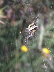 Novaranea queribunda