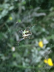 Novaranea queribunda