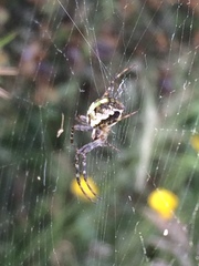 Novaranea queribunda