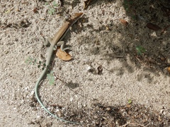 Pholidoscelis auberi