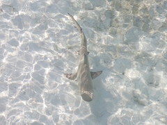 Negaprion brevirostris