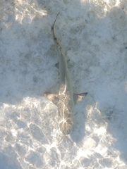 Negaprion brevirostris